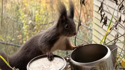 Der Bund Naturschutz sammelt seit 2020 Daten zu Eichhörnchen. Auch in Stadt und Landkreis Ansbach wurden wieder viele Tierchen gezählt. (Foto: Brigitte Lutzner)