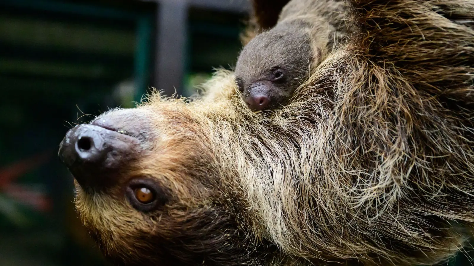 Die Faultiermama hatte schon im vergangenen Jahr ein Junges zur Welt gebracht. (Foto: Philipp Schulze/dpa)