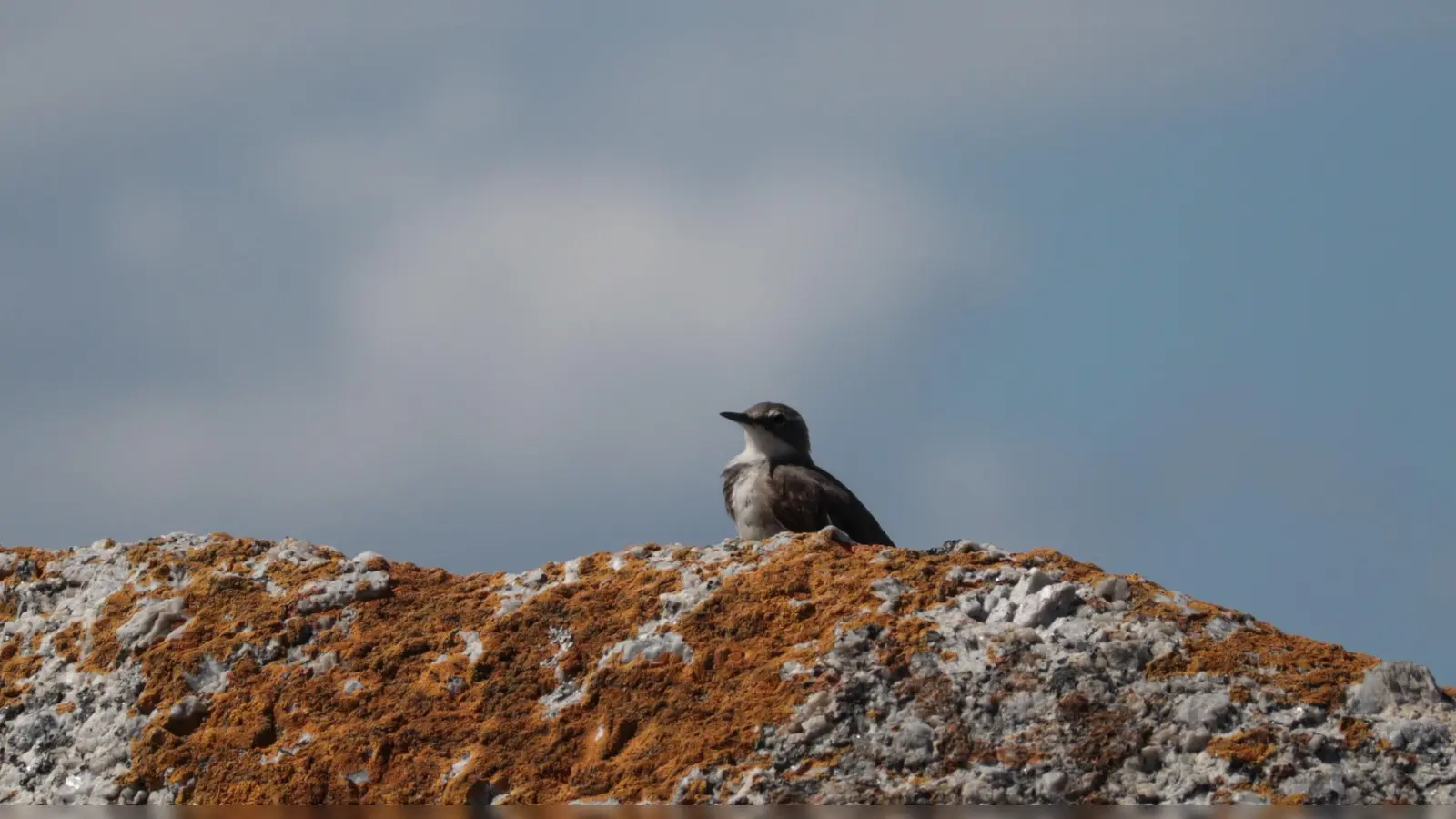 Ach ja, andere Vögel gibt es hier ebenfalls.  (Foto: Gudrun Bayer)
