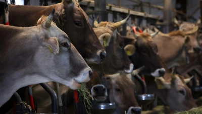 Wer ein Tier ohne vernünftigen Grund tötet oder quält, verstößt gegen das Tierschutzgesetz. (Symbolbild) (Foto: Karl-Josef Hildenbrand/dpa)