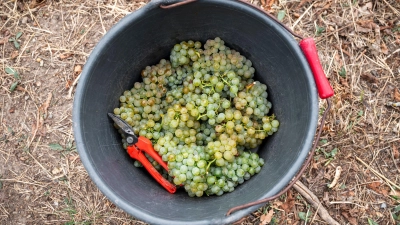 Die Winzer produzieren wieder weniger Wein. (Archivbild) (Foto: Daniel Vogl/dpa)