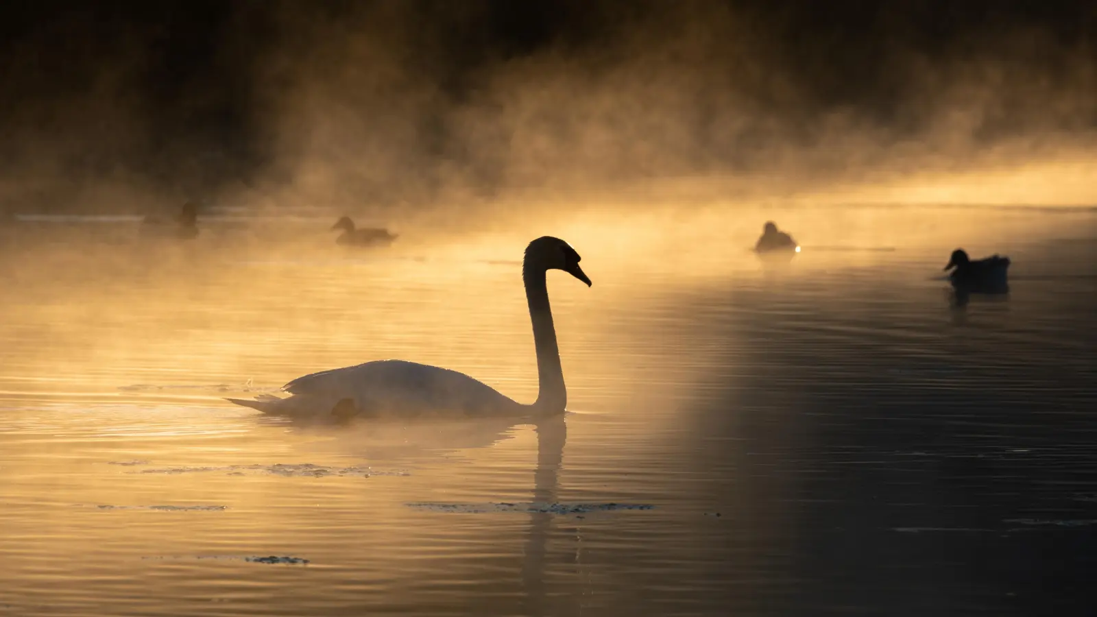 Goldene Schwäne bei Sommersdorf. (82 Stimmen) (Foto: Martin Kroder)