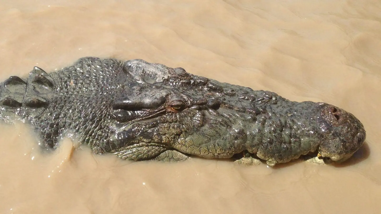 Vom Angreifer zum Festessen: Über Monate lauert ein Krokodil Einwohnern einer australischen Aborigine-Gemeinde auf. Bis sich die Menschen wehren. (Symbolbild) (Foto: Neda Vanovac/AAP/EPA/dpa)