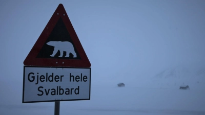 Zum ersten Mal ist in Europa bei einem Eisbären die Vogelgrippe entdeckt worden - und zwar auf der norwegischen Inselgruppe Spitzbergen. (Symbolbild) (Foto: Steffen Trumpf/dpa)