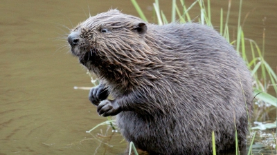 Biber haben sich stark vermehrt. Rund 22.000 Tiere leben laut Umweltministerium in Bayern. (Archivbild) (Foto: Felix Heyder/dpa)
