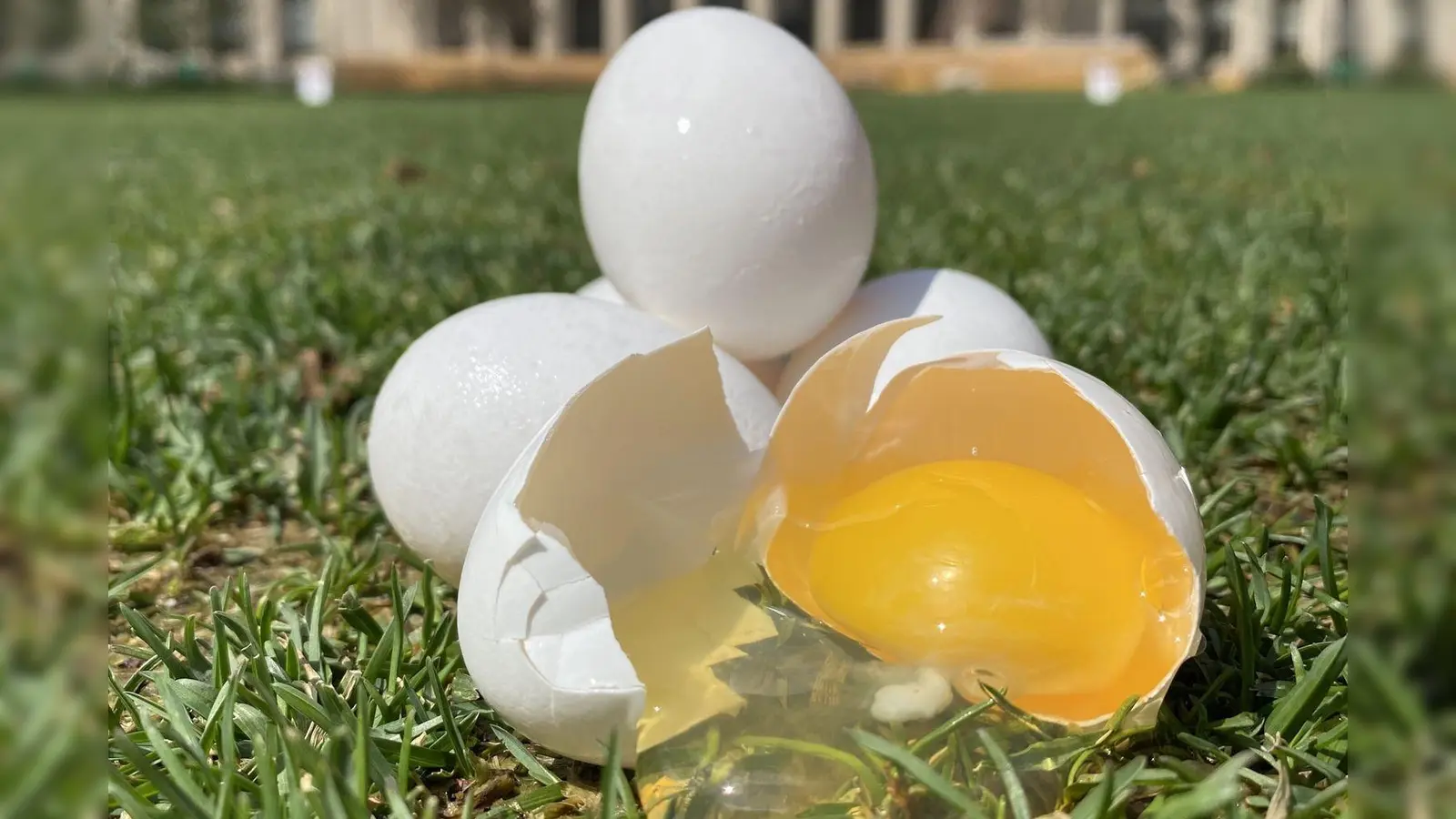 Ist das Kunst oder Wissenschaft? Eier vor dem Massachusetts Institute of Technology in den USA. (Foto: ---/Tal Cohen et al./dpa)