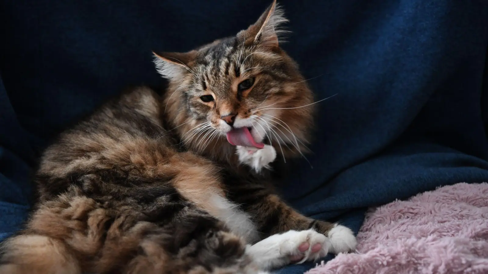 Fellpflege ist ein Muss für Katzen - doch die Haare sind schwer verdaulich und müssen irgendwann wieder raus. (Foto: Ina Fassbender/dpa-tmn)