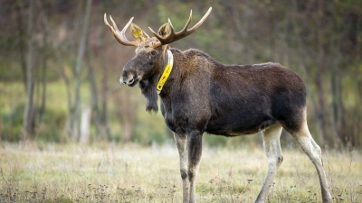 Nicht nur die Wissenschaftler trauern um ihn - auch für Menschen im Naturpark ist sein Tod ein Verlust. (Archivbild) (Foto: Ingolf König-Jablonski/dpa-Zentralbild/ZB)