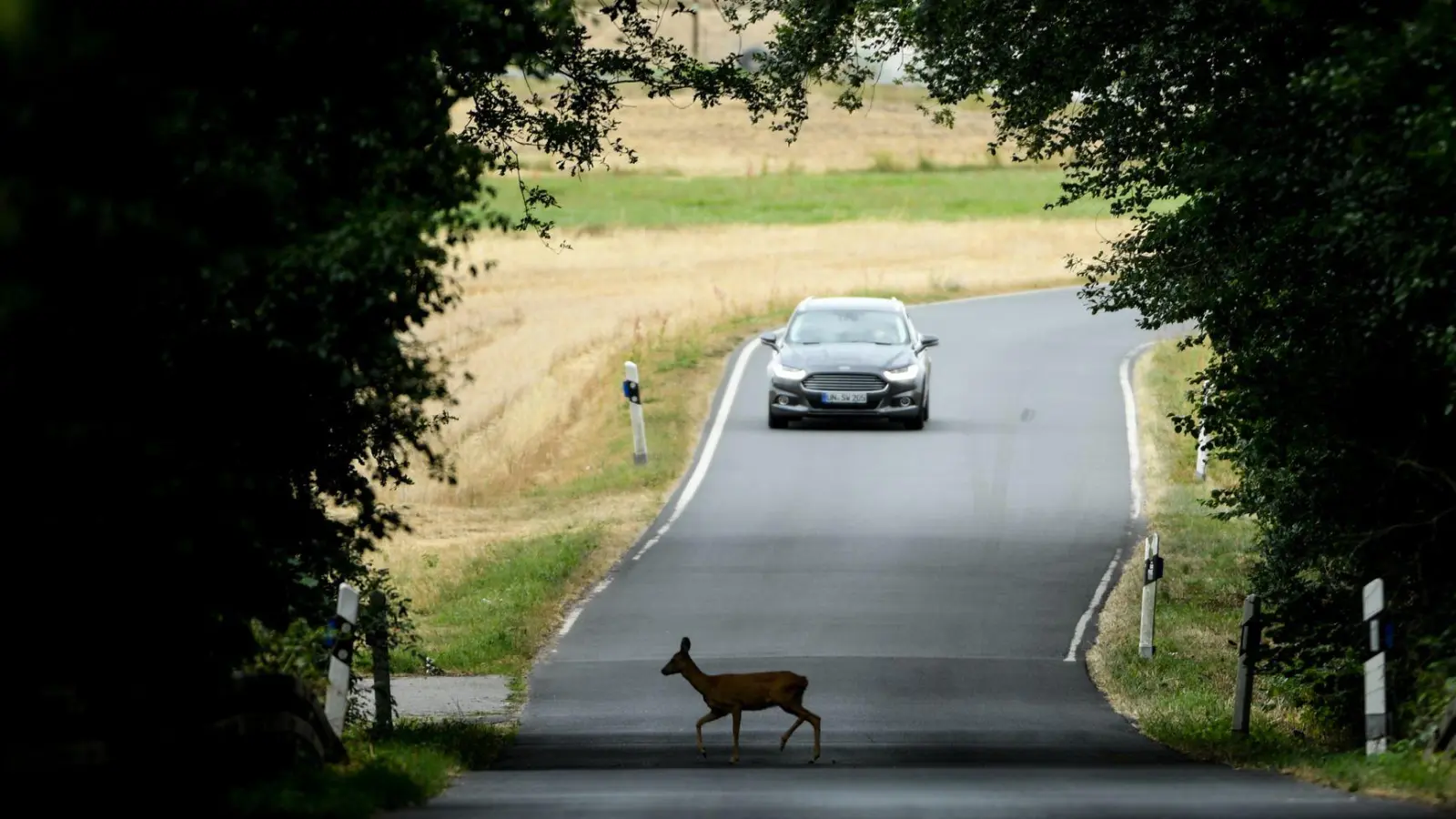 Ein Reh, eine Straße, ein Auto - und es macht „Rumms“?: In solchen Fällen zahlt meist eine Kaskoversicherung. Aber nicht, wenn sie Zweifel am Unfallgeschehen hat. (Foto: Arne Dedert/dpa/dpa-tmn)