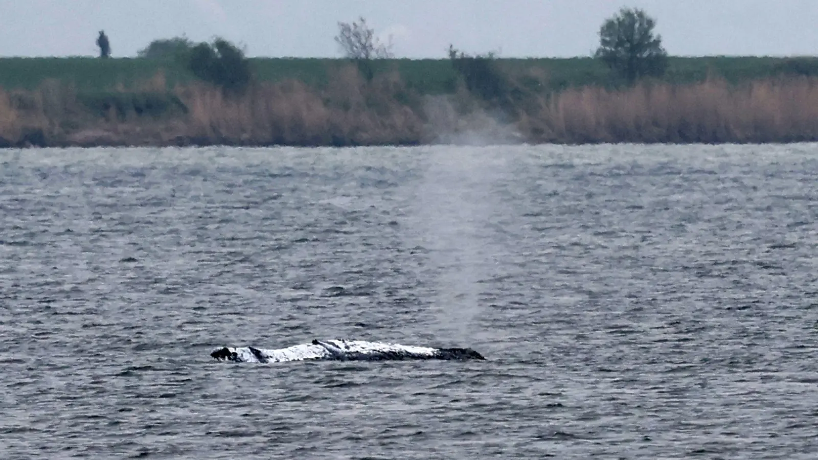 Der Wal schwimmt - wohin, ist zunächst unklar. (Foto: Bernd Wüstneck/dpa)