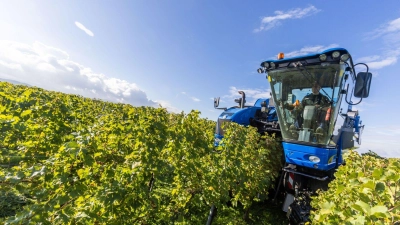 Der Fahrer eines Trauben-Vollernters manövriert seine Maschine durch die Weinreben und erntet dabei Trauben der Sorte Gutedel. (Foto: Philipp von Ditfurth/dpa)