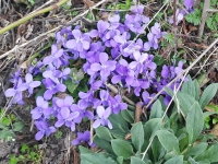 Der Wald wird lila - gesehen in Hechelbach (Foto: Ingrid Schwarz )