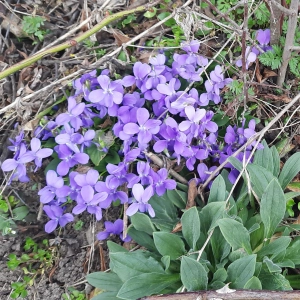 Der Wald wird lila - gesehen von Ingrid Schwarz (Foto: Ingrid Schwarz )