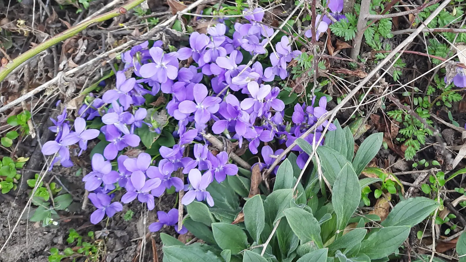Der Wald wird lila - gesehen in Hechelbach (Foto: Ingrid Schwarz )
