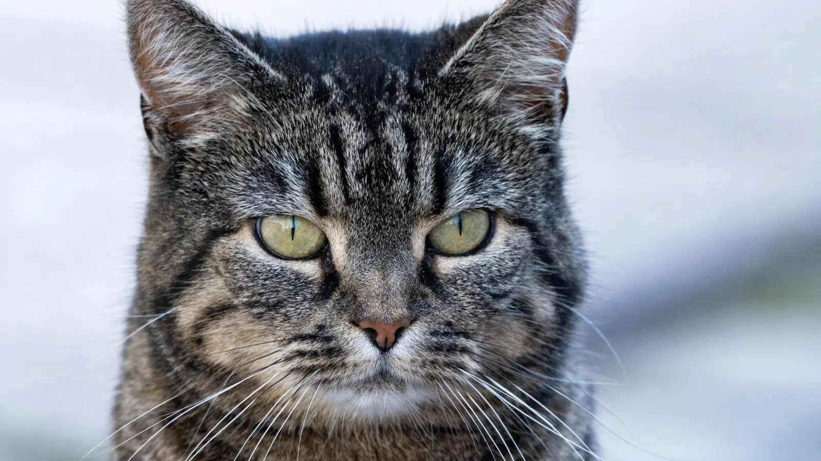 Die Ausbreitung von heimatlosen Katzen soll mit Kastrationen eingeschränkt werden. (Archivfoto)  (Foto: Stefan Sauer/dpa)