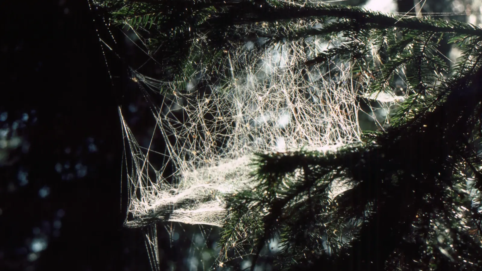 Ein Gewirr aus Stolperfäden lässt fliegende Kleintiere auf die darunter horizontal gespannten Netze der Baldachinspinnen fallen. (Foto: Ulrich Meßlinger)