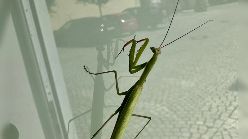 Auf einer Fensterscheibe in Uffenheim entdeckte Sebastian Quinque diese Gottesanbeterin. In der Scheibe spiegelt sich die Spitalkirche. (Foto: Julia Quinque)