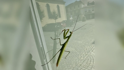 Auf einer Fensterscheibe in Uffenheim entdeckte Sebastian Quinque diese Gottesanbeterin. Darin spiegelt sich die Spitalkirche. (Foto: Julia Quinque)