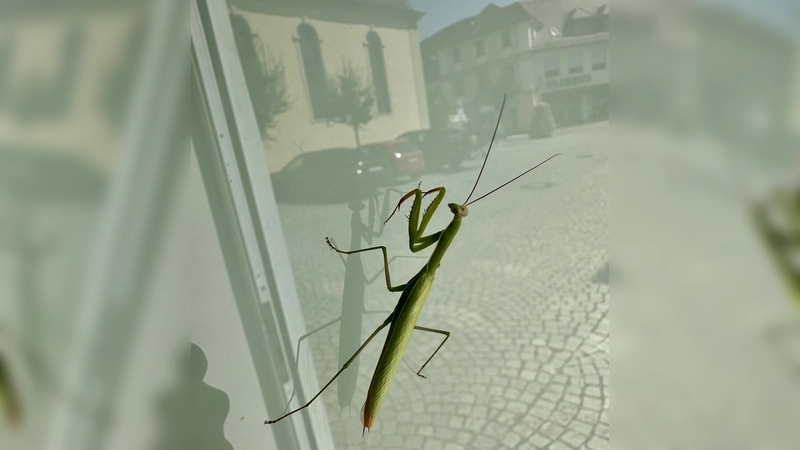 Auf einer Fensterscheibe in Uffenheim entdeckte Sebastian Quinque diese Gottesanbeterin. Darin spiegelt sich die Spitalkirche. (Foto: Julia Quinque)