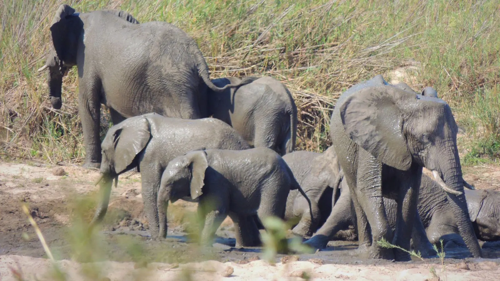 In dem knapp 20.000 Quadratkilometer großen Park können Touristen Elefanten und andere wilde Tiere beobachten. (Symbolbild) (Foto: Kevin Anderson/AP/dpa)