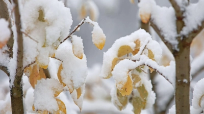 In den ersten Regionen klopft zum Beginn der Woche der Winter mit Schneefällen an (Archivbild). (Foto: Matthias Bein/dpa)