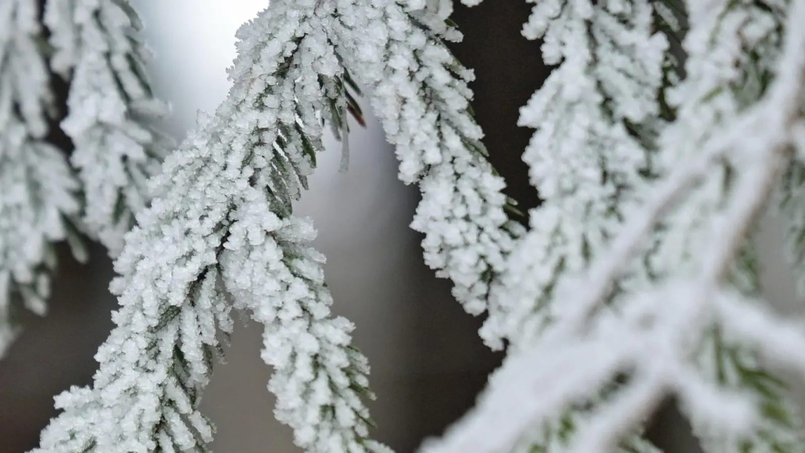 Schnee ist an Weihnachten Mangelware in Bayern. (Archivbild) (Foto: Malin Wunderlich/dpa)