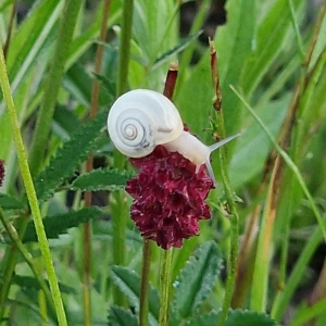 Weiße Schnecke - gesehen bei Ansbach-Dornberg (Foto: Dr. Markus Bucka)