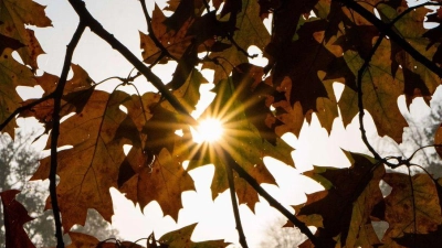 Was der Herbst mit unserem Körper macht – fünf Theorien im wissenschaftlichen Check. (Symbolbild) (Foto: Alicia Windzio/dpa)