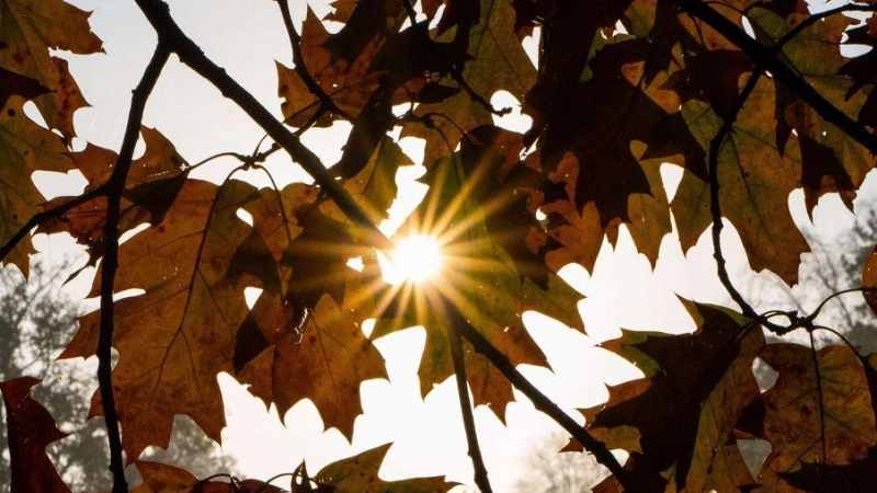 Was der Herbst mit unserem Körper macht – fünf Theorien im wissenschaftlichen Check. (Symbolbild) (Foto: Alicia Windzio/dpa)
