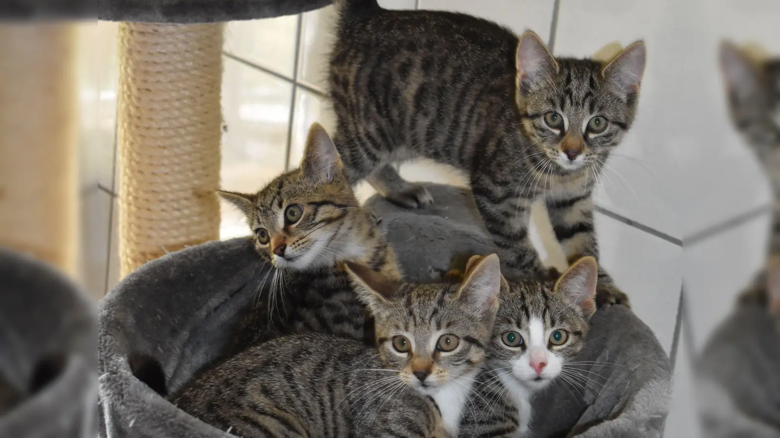 Zahlreiche junge Katzen warten auf ein neues Zuhause. (Foto: Ute Niephaus)