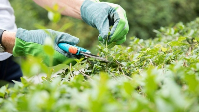 Während der Brutzeit darf die Hecke nur geschnitten werden, wenn es unbedingt nötig ist. Auf eine elektrische Heckenschere verzichtet man den Vögeln zuliebe komplett. (Foto: Christin Klose/dpa-tmn)
