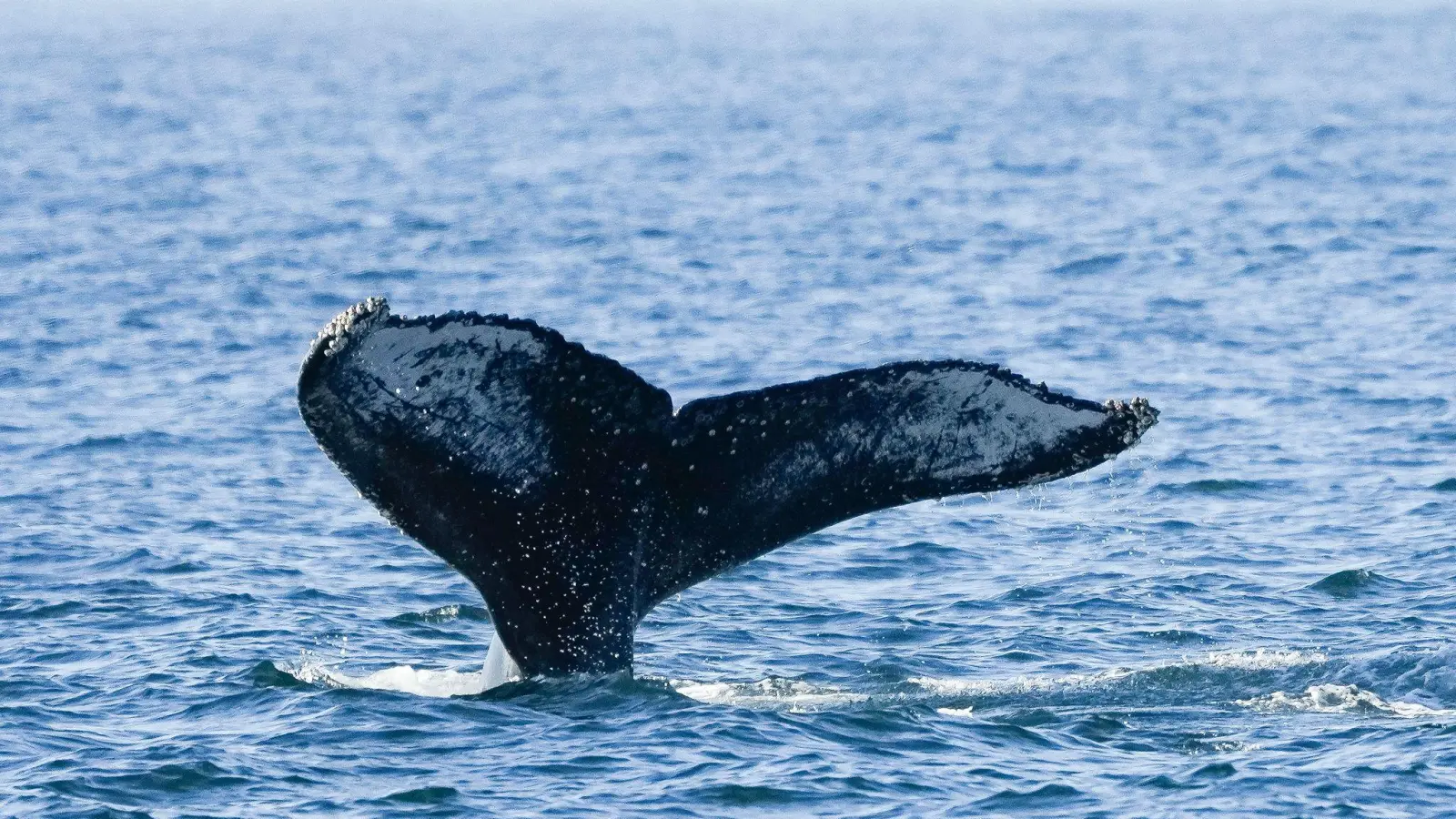 Ein junger Buckelwal ist kürzlich in der Nordsee entdeckt worden. Das ist durchaus ungewöhnlich. (Foto: Silvia Izquierdo/AP/dpa)