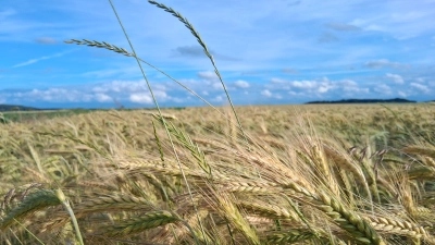 Wie die Ernte wohl ausfällt? - gesehen in Waldhausen bei Wörnitz. (Foto: Ingrid Trump)