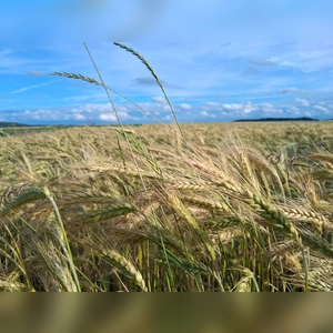 Wie die Ernte wohl ausfällt? - gesehen in Waldhausen bei Wörnitz. (Foto: Ingrid Trump)