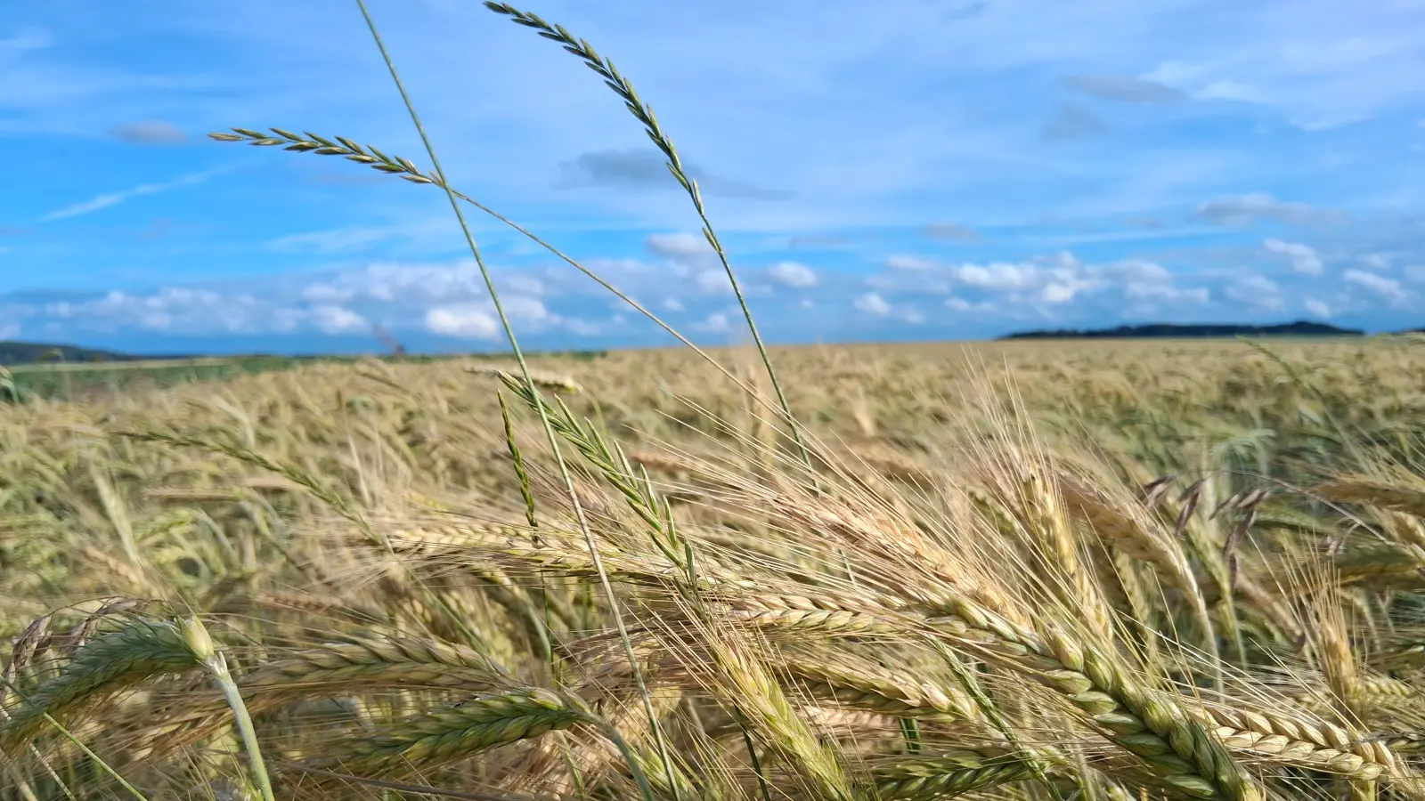 Wie die Ernte wohl ausfällt? - gesehen in Waldhausen bei Wörnitz. (Foto: Ingrid Trump)