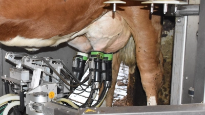 In immer mehr Ställen wird mit Melkrobotern gemolken. (Foto: Fritz Arnold)