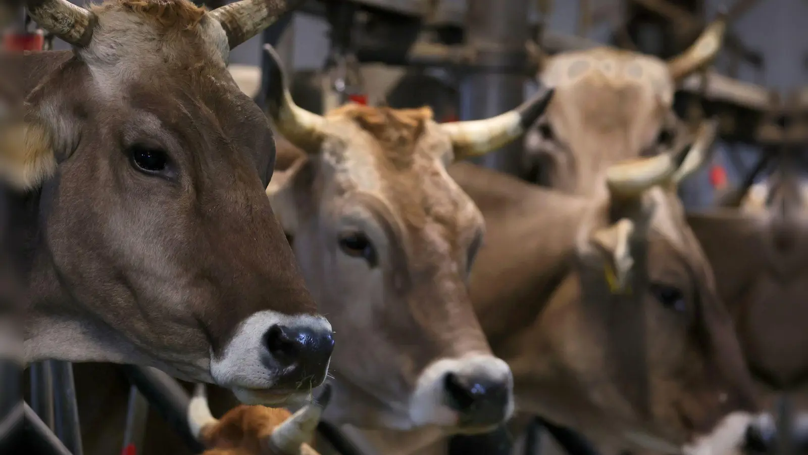 Wegen quälerischer Tiermisshandlung verurteilt das Amtsgericht Obernburg einen Landwirt. (Symbolbild) (Foto: Karl-Josef Hildenbrand/dpa)