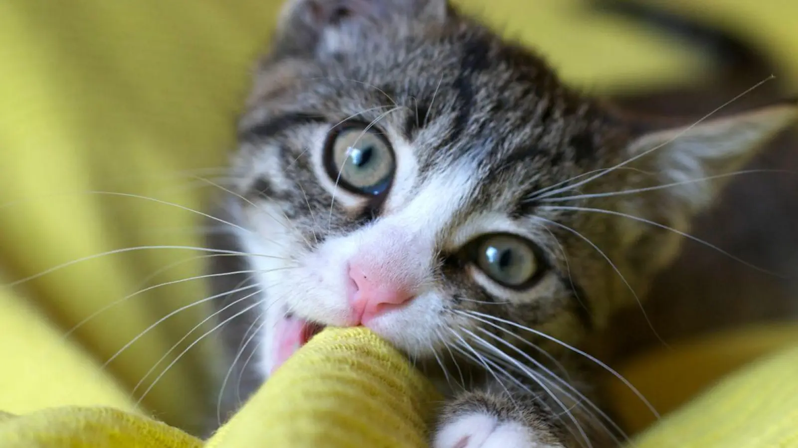 Eher Luna als Miezi: Klassische Katzennamen sind auf dem Rückzug. (Foto: Silke Heyer/dpa-tmn)