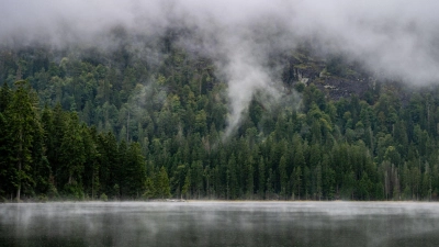 Wunsch vieler Förster: mehr Regenwetter. (Foto: Armin Weigel/dpa)