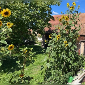 Ein Sonnengruß mit vier Metern Höhe - gesehen in Oberoestheim (Foto: Rosi Ebert)