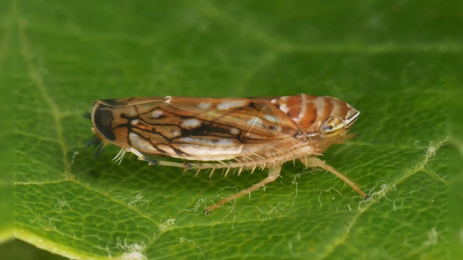 Die Amerikanische Rebzikade überträgt die Krankheit. (Foto: Olaf Zimmermann/Landwirtschaftliches Technologiezentrum Augustenberg /dpa)
