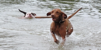 Hunde dürfen am Sonntag in Windsbach schwimmen. (Foto: Stadt Windsbach/Christine Baumgärtner)