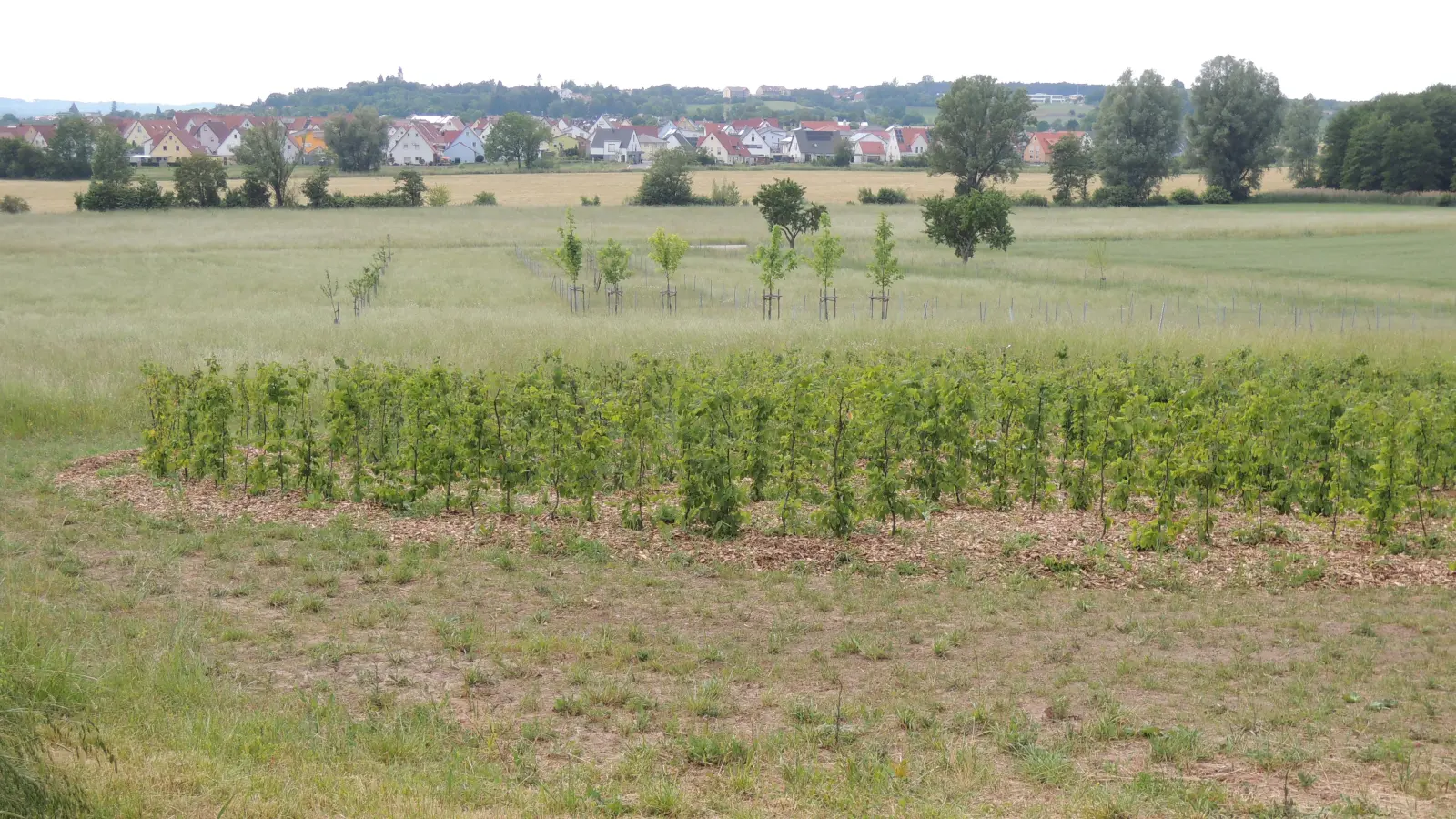 Der Blick vom Pflanzenlabyrinth mit dem Zukunftswald am Kienberg auf Herriedens Kernstadt mit dem Wohngebiet Schrotfeld: Laut Mehrheitsbeschluss des Stadtrats soll nun die Trasse für eine Ostumfahrung in den Entwurf des Flächennutzungsplans aufgenommen werden. Sie verläuft unter anderem durch dieses Naherholungsgebiet. (Foto: Peter Zumach)