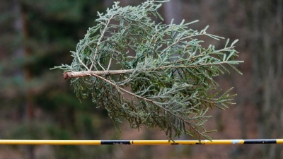 Könnten Sie einen Weihnachtsbaum mehr als sieben Meter weit werfen? Falls ja: Ab ins rheinland-pfälzische Weidenthal! Dort trifft sich alljährliche die Elite dieses - sagen wir - Sports. (Foto: Uwe Anspach/dpa)