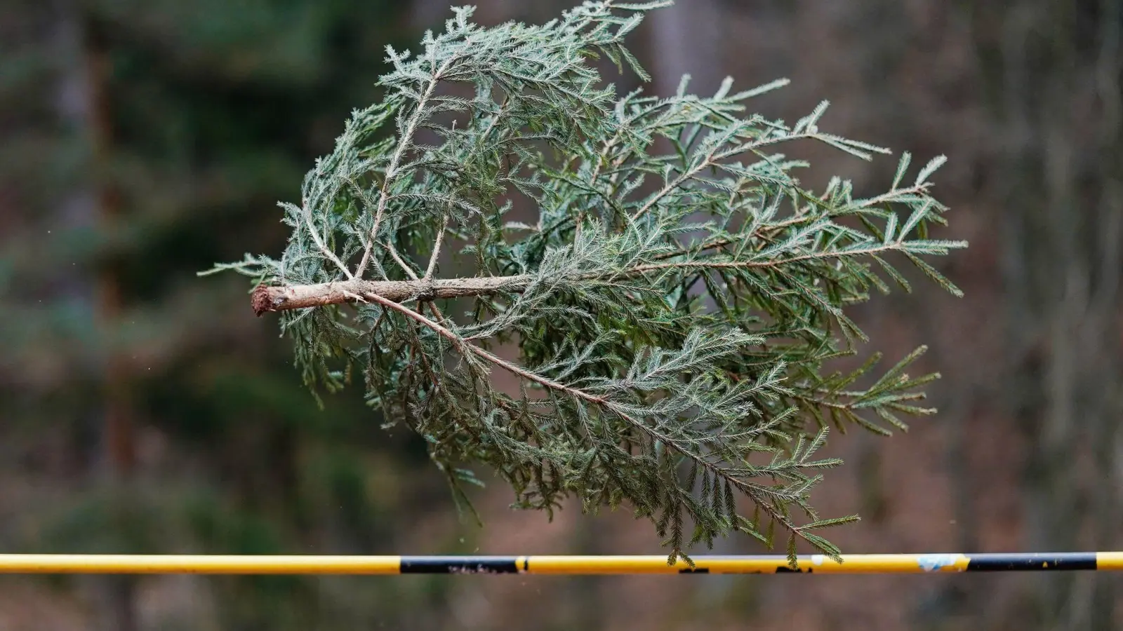 Könnten Sie einen Weihnachtsbaum mehr als sieben Meter weit werfen? Falls ja: Ab ins rheinland-pfälzische Weidenthal! Dort trifft sich alljährliche die Elite dieses - sagen wir - Sports. (Foto: Uwe Anspach/dpa)