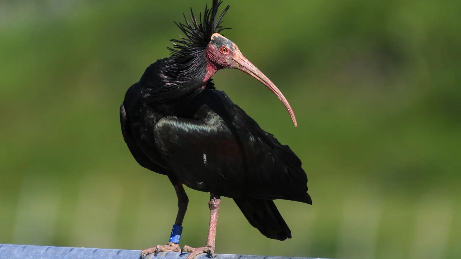 Der Waldrapp gilt laut Roter Liste der bedrohten Arten als stark gefährdet. (Archivbild) (Foto: Felix Kästle/dpa)