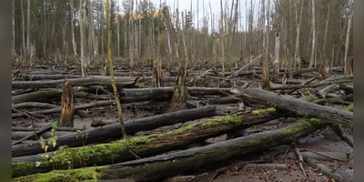 Biber schaffen Biotope. Durch das aufgestaute Wasser sterben Bäume ab. Doch in den Stämmen und auch in den Flachwasserbereichen finden zahlreiche Arten eine Heimat.  (Foto: Antonia Müller)