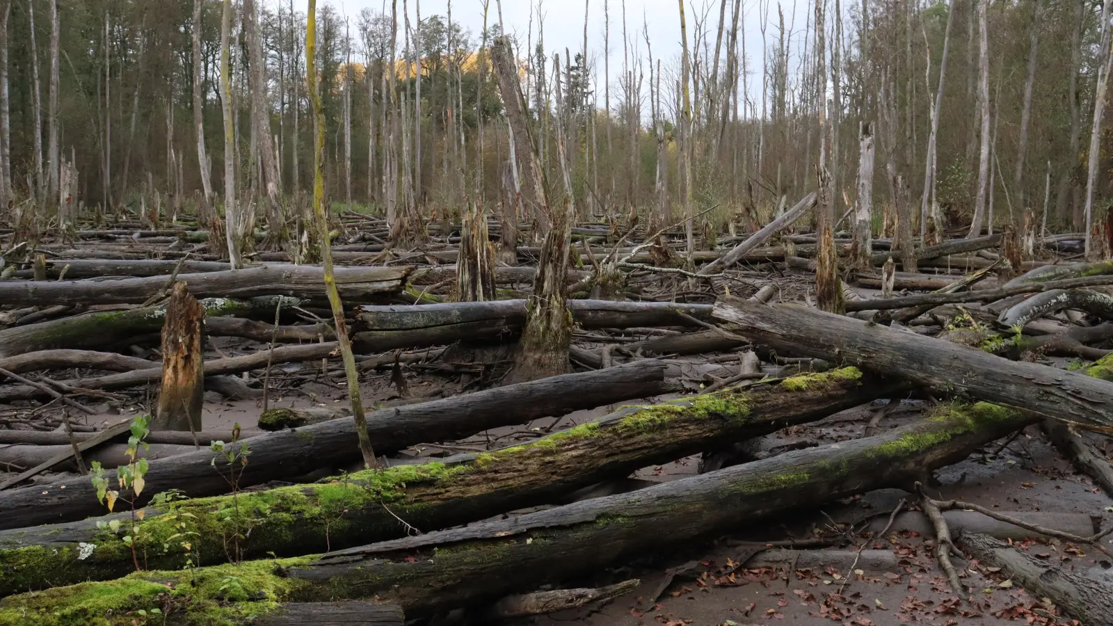 Biber schaffen Biotope. Durch das aufgestaute Wasser sterben Bäume ab. Doch in den Stämmen und auch in den Flachwasserbereichen finden zahlreiche Arten eine Heimat.  (Foto: Antonia Müller)