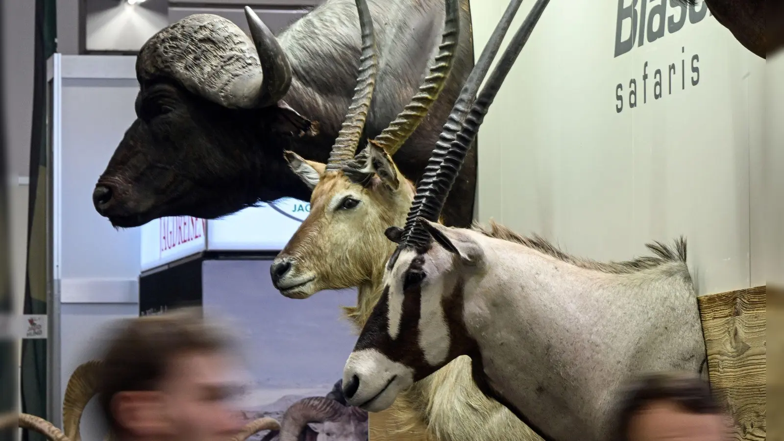 Trophäen von Wildtieren auf der Messe „Jagd und Hund“ in Dortmund. (Foto: Federico Gambarini/dpa)