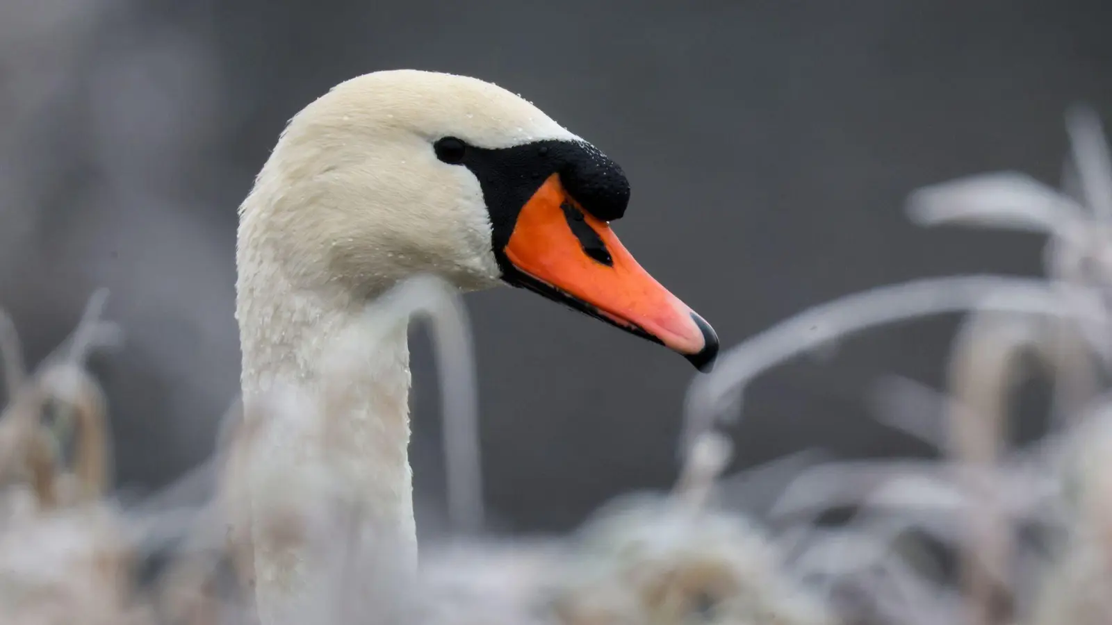 Wegen eines verletzten Schwans musste die ICE-Strecke bei Gemünden am Main etwa 40 Minuten lang gesperrt werden. (Symbolbild) (Foto: Thomas Warnack/dpa)